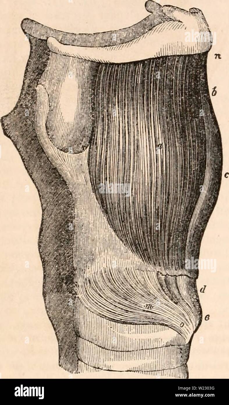 Archiv Bild von Seite 119 des cyclopaedia von Anatomie und. Die cyclopaedia von Anatomie und Physiologie cyclopdiaofana 03 Todd Jahr: 1847 106 normale ANATOMIE DES KEHLKOPFES. dick, fast viereckig geformte Muskeln, auf jeder Seite des vorderen Teils des Kehlkopfes gelegen: Sie entstehen aus dem vorderen und unteren Oberfläche des cricoid Knorpel, auf jeder Seite der Mittellinie. Die Fasern sind fleischig: Die meisten internen schräg nach oben gerichtet ist und nach Außen (m, Jig. 25), die Zentrale sehr Abb. 25. Abb. 26. Eine Seitenansicht der Kehlkopf mit der os hyoidei verbunden, einem, der thyro - hyoideus Muskel; Stockfoto