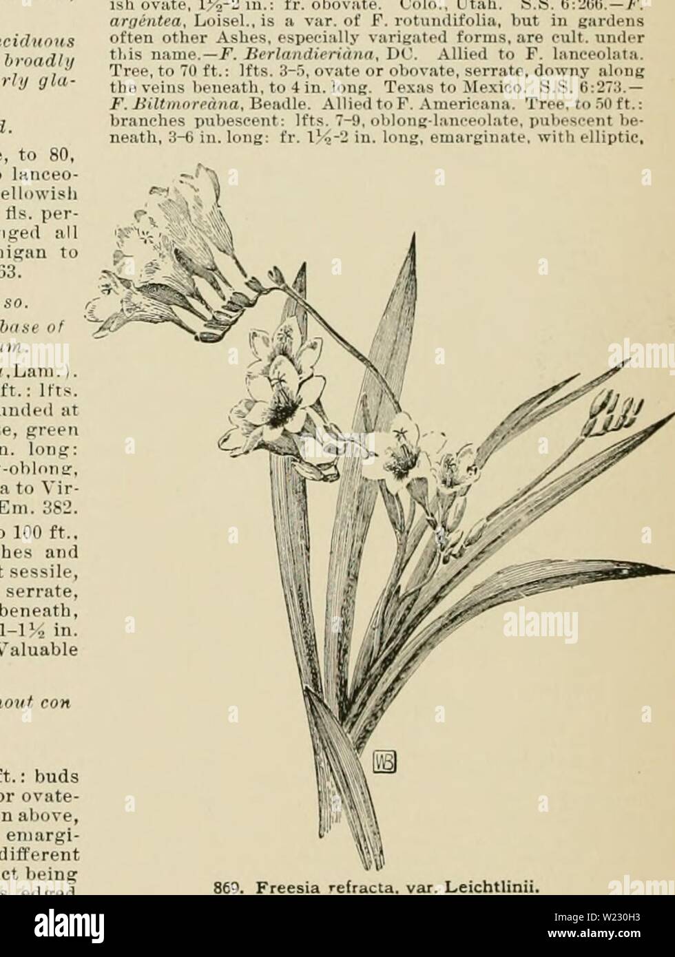 Archiv Bild ab Seite 121 der Cyclopedia der amerikanischen Gartenbau, bestehend aus. Cyclopedia der amerikanischen Gartenbau, bestehend aus Anregungen für den Anbau von Gartenpflanzen, Beschreibungen der Arten von Obst, Gemüse, Blumen und Zierpflanzen in den Vereinigten Staaten und in Kanada verkauft, zusammen mit geographischen und Biographische Skizzen cyclopediaofam 02 Kaution Jahr: 1900 bus FRAXIXl 'SHort. Dunkelgrün, shinins; Laub. Var. pannftsa, Hort. Ähnlich wie in der ehemaligen, aber Ivs. größer und nar-rower. 10. veliitina, Torr. (F. pistaciiBfrVia. Torr.}. Baum, 40 ft., mit samtigen Pub Stockfoto