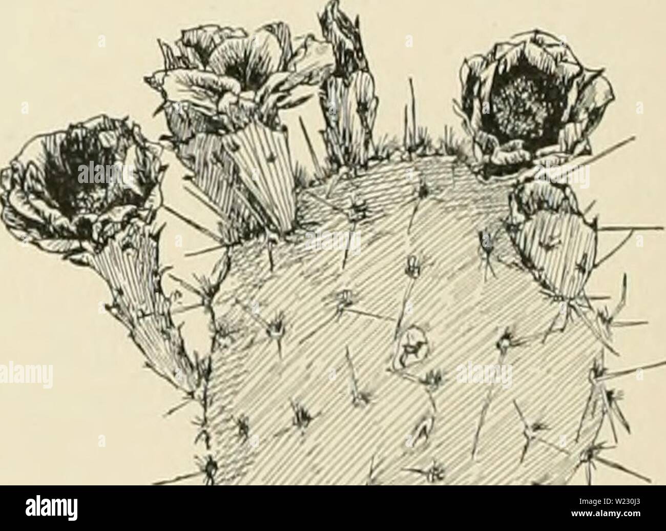 Archiv Bild ab Seite 121 der Cyclopedia der amerikanischen Gartenbau, bestehend aus. Cyclopedia der amerikanischen Gartenbau, bestehend aus Anregungen für den Anbau von Gartenpflanzen, Beschreibungen der Arten von Obst, Gemüse, Blumen und Zierpflanzen in den Vereinigten Staaten und in Kanada verkauft, zusammen mit geographischen und Biographische Skizzen cyclopediaofam 03 Kaution Jahr: 1900 1546 Absicherung des Opunt: sogleich bribtl 1111 n1 gewölbt; d Südwesten U17. pyonacdntha En elm eine Upr ght moderat h verzweigte pi nt d 5 ft h gh Jo nt Oval o b Ula gelegentlich etwas po am Ende nteds 4-8 n Lange, s Stockfoto