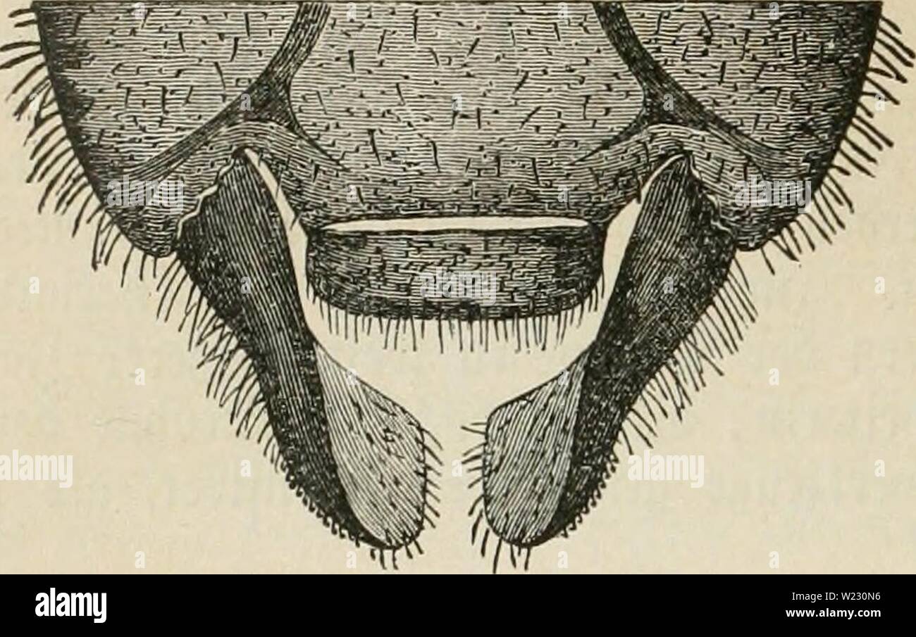 Archiv Bild von Seite 121 Das Buch von der Biene. Das Buch von der Biene dasbuchvonderbie 00 witzg Jahr: 1898 106 5 iaturgej (td; te bcr 58 iene. Geigt fi eine beutlirf) e SBelQorung, bie bei ber® rone norfi weit bid) ter § u ftnben ich [t. nterefjant ift und) bie 9? etl § e ber atenförmig gebojeiien, tursen ären eine ber üorberen äu | e ren Seite iebe § § Iefer. Infolge breier eleufföpf d) en, bie @elengrübcen § öorbern, Eingebu (i) teten 9? anbe § § S 5 orberfofe § ein getenÜ finb werden, Wirb ben Dber üefern Eine glei (i) mäfeige S3e üorn rejp lüegung nad). f) Intensive, ermöglidjt tüoburd) Jie gu Ed) 10 reifapparaten Stockfoto