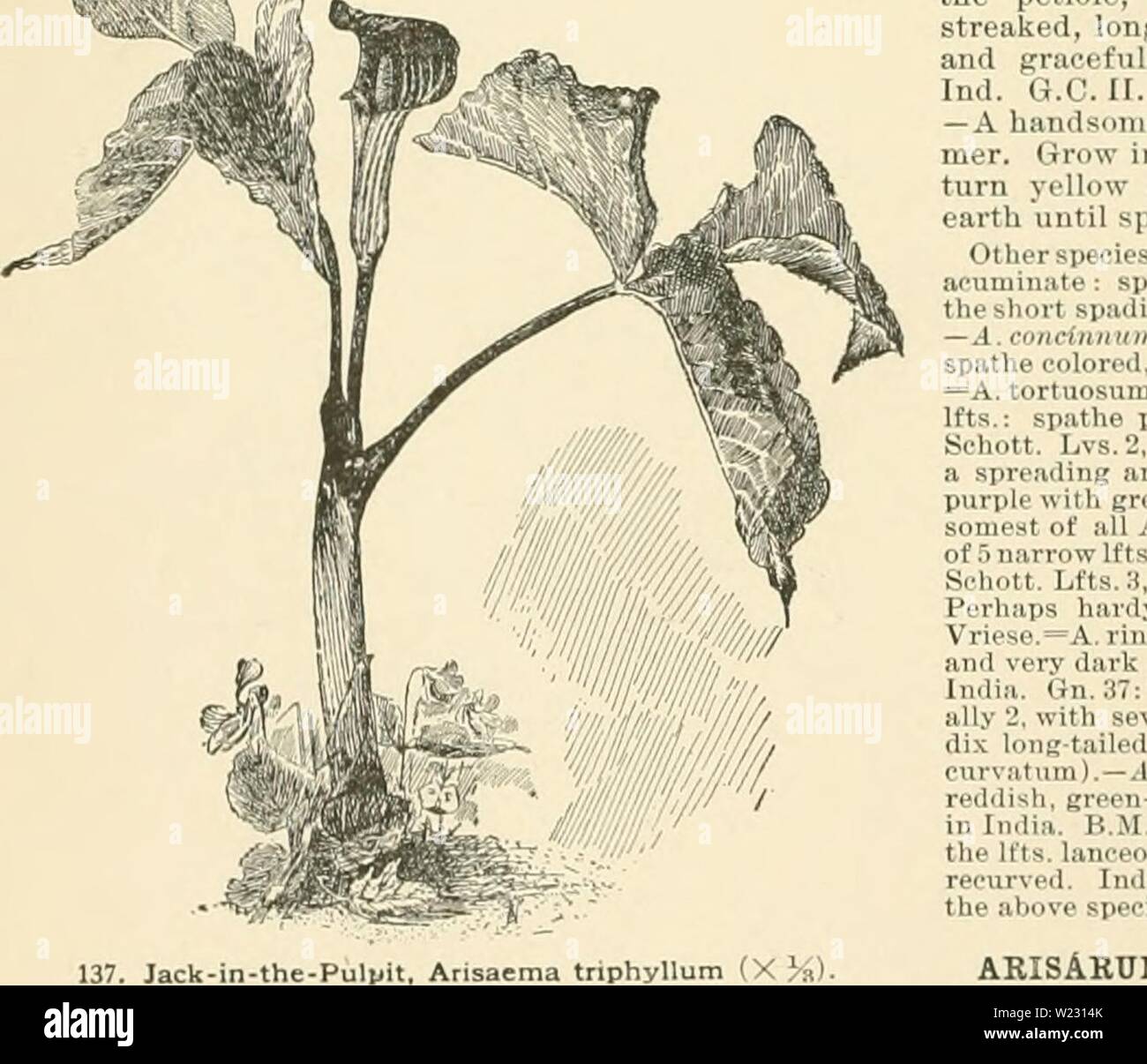 Archiv Bild von Seite 123 Cyclopedia der amerikanischen Gartenbau, bestehend aus. Cyclopedia der amerikanischen Gartenbau, bestehend aus Anregungen für den Anbau von Gartenpflanzen, Beschreibungen der Arten von Obst, Gemüse, Blumen und Zierpflanzen in den Vereinigten Staaten und in Kanada verkauft, zusammen mit geographischen und Biographische Skizzen cyclopediaofam 01 Kaution Jahr: 1900 V138. Aristolochia macrophylla. überdachte bv Die bogenförmige violett Spatha. Gemeinsame in, v (. n|v i:. v K-m. D. 281.-Knolle oder cnnn tintfis), und bii: -, -, . r,; Mi ich. |,. Wenn zehn als Beschäftigte: i&gt; [â¢ â â â II III I Stockfoto