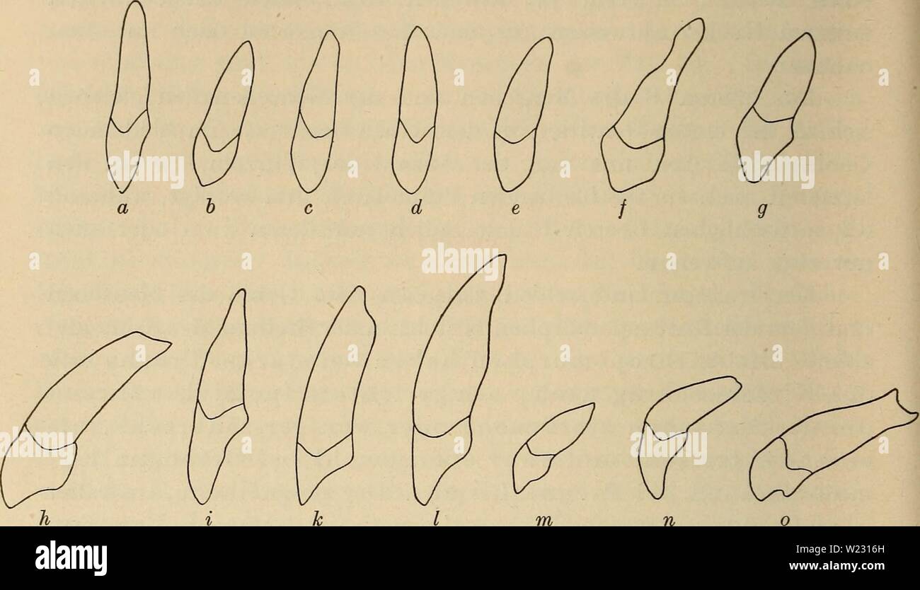 Archiv Bild ab Seite 123 von Das Gebiss des Menschen und. Das Gebiss des Menschen und der Anthropomorphen; vergleichend-anatomische Unter-suchungen. Zugleich ein Beitrag zur mensch-lichen Stammesgeschichte dasgebissdesmens 00 adlo Jahr: 1908 110 Ergebnisse und Folgerungen. meißeln, Breathe und Zerreiben sowohl fleischiger als hart-schaliger und hartkerniger Früchte geeignet. Bezüglich der Schneide-h Abb. 5. Seitenansicht verschiedener oberer Frontzähne, äh sterben Wurzelstellung zu veranschaulichen. a und b J2 des modernen Europäers, c Jt eines Negers der Loangoküste. d Ji des Nege Stockfoto