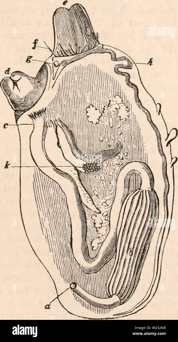 Archiv Bild von Seite 127 des cyclopaedia von Anatomie und. Die cyclopaedia von Anatomie und Physiologie cyclopdiaofana 01 Todd Jahr: 1836 112 Animal Kingdom. Facettenaugen, mehr als vier Beinpaare, die Atmung, die kiemen erfolgt, und die Shell in der Regel hart und kalkhaltig. Diese ento- waqass Wassertiere sind in der Regel fleischfressend, und haben eine kurze und gerade und Speiseröhre. Ihre Umlaufsystem wird oft von einem muskulösen Ventrikel unterstützt. Die Geschlechter sind getrennt, und die Organe der Generation sind Doppel- und symmetrisch in beide Geschlechter. Die biliäre oder - Gans haben ein Konglomerat bilden, b Stockfoto