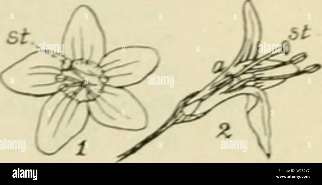 Archiv Bild ab Seite 128 von De flora van Nederland (1909-11). De flora van Nederland defloravannederl 03 heuk Jahr: 1909-11. FAMILIE 93. Â SOLANACEAE. Â 109 voet Der hclmdraden sterk Â" gebaard, de helmknopjes neigen nicht Samen en openen Zürich met overlangsche spleten. De vrucht (Abb. 134) ist ein lang-werpige, 10-12 mM lange, scharlakenroode. 2 - hokkige Bes. . 1-3 M. MeiâHerfst. Biologische bijzonderheden. In Het voorjaar roedevormige ontstaan lange, loten, sterben Hun weg tusschen de takken van andere gewassen vinden en aan hun Vrije einde te voorschijn komen. De zomers gaat de Slanke, Dunne st Stockfoto