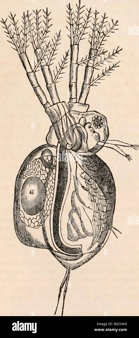Archiv Bild von Seite 129 des cyclopaedia von Anatomie und Stockfoto
