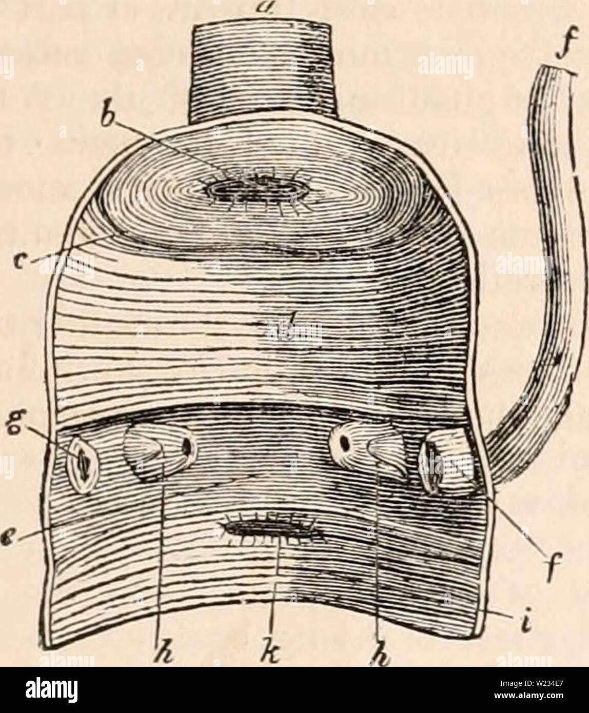 Archiv Bild von Seite 132 des cyclopaedia von Anatomie und. Die cyclopaedia von Anatomie und Physiologie cyclopdiaofana 01 Todd Jahr: 1836 Animal Kingdom. 117 In der Regel unsymmetrisch in ihrer Entwicklung in den weiblichen. Die Hoden sind interne und die Deferentia in der Kloake, wo es manchmal eine gerillte Organ der Intro-Mission zu beenden. Im fema'e der linke Eierstock und eileiter entwickelt werden, das Recht, für die meisten atrophiated und nutzlos. Den Hohlraum der Kloake in die meisten Vögel, wie in der kondor der Anden (Jig gesehen. 49), erhält das Ende des Rektums (a), Stockfoto