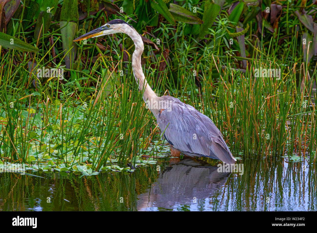 Ein Great Blue Heron auf der Jagd in den Florida Everglades. Mit einer Flügelspannweite, 6 Fuß Sie sind einer der größten Vögel in Florida überschreiten kann. Stockfoto