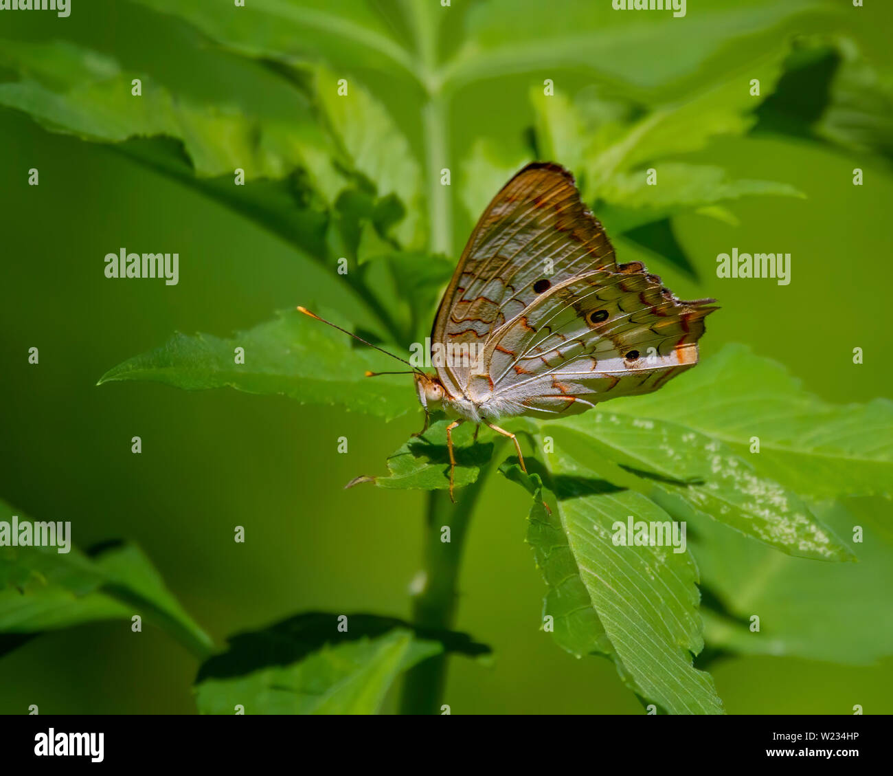 Eine weiße Tagpfauenauge Sitzstangen auf einen Stiel in den Florida Everglades, die sich anschickt, Flug zu nehmen. Stockfoto