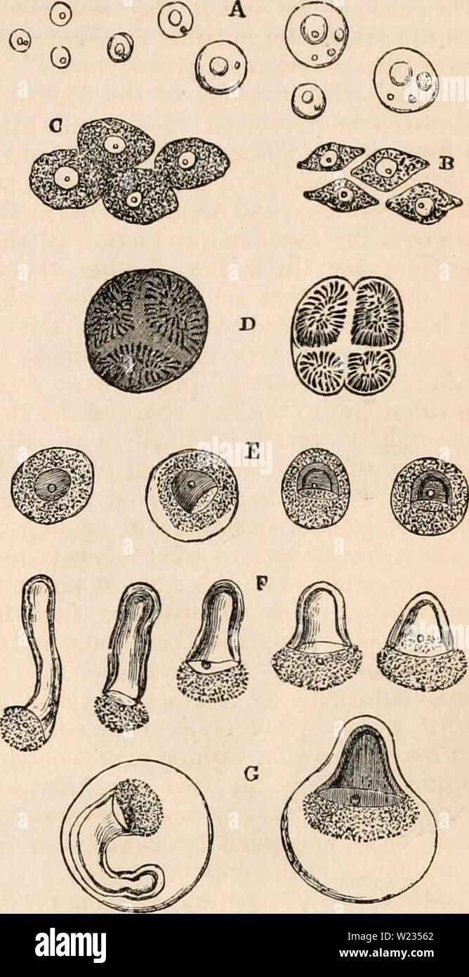 Archiv Bild ab Seite 134 Der cyclopaedia von Anatomie und Stockfoto