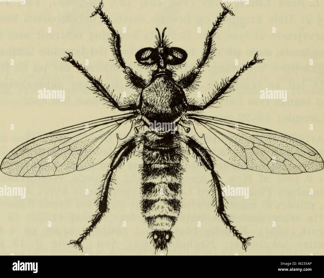 Archiv Bild ab Seite 135 der Danmarks Fauna; illustrerede haandbøger über. Danmarks Fauna; illustrerede haandbøger über den Danske dyreverden.. danmarksfaunaill 70 dans Jahr: 1907 132 (A. Michelsen). - Denne pludselige optraeden på lokaliteter, hvor der har vaeret samlet fra Gammel tid, kan NOK kun Für - klares Ved, an der er Tale om en nylig indvandret Kunst, og Sand - synligvis äh Der sket en og både indvandring fra Syd vest-sørvest. - Artens totale udbredelse äh omtrent som hos Ephippium; går Hund mod nord Våsterbotten og til Skotland også Ich findes. [L. ocellatus Linné, 1758 (Abb. 125, 128, 134, 139). Adsk Stockfoto