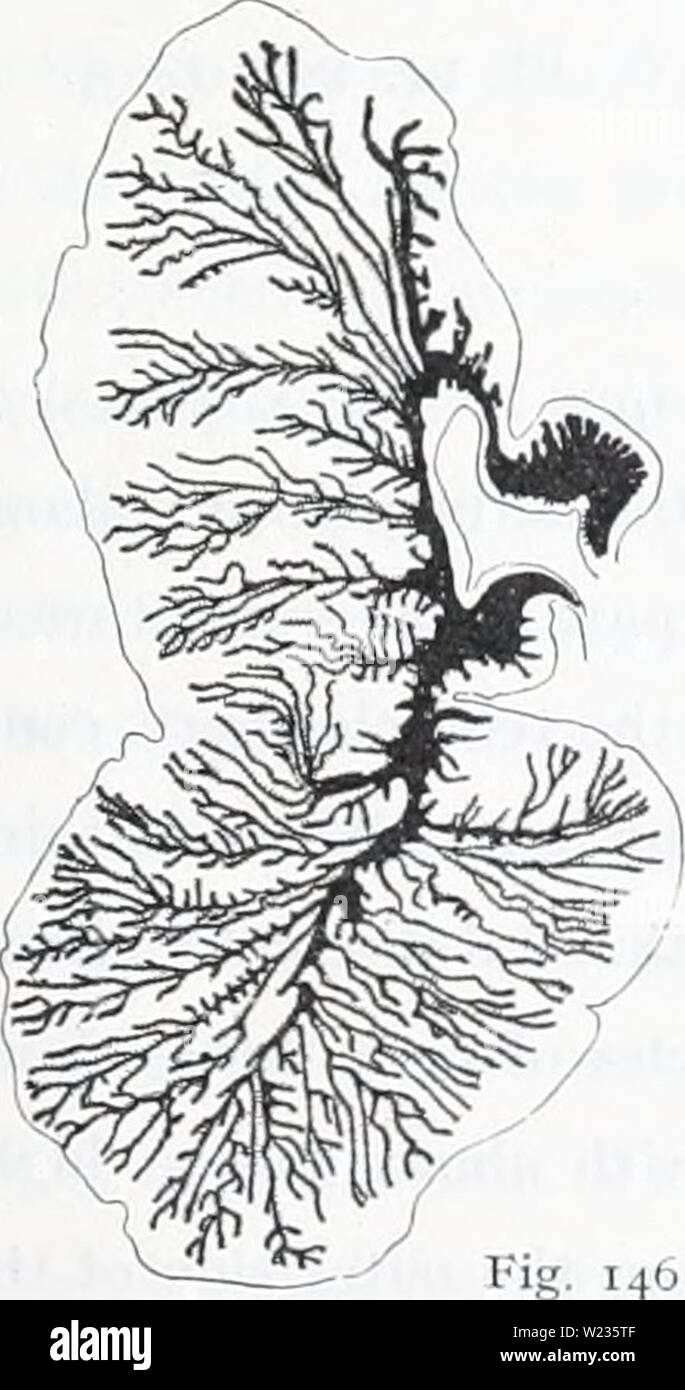 Archiv Bild von Seite 136 des Dänischen Ingolf-Expedition (1899-1953). Die dänische Ingolf-Expedition danishingolfex 5 cpt 9 daniuoft Jahr: 1899-1953 ACTINIARIA 123 Fähnchen abgezweigt. Wenn tliis Probe die t3-pe, nicht auf jene, die von Bergen, ich bin geneigt ahnost ardica zu betrachten und Sars duodecimcirrata als einer und derselben Art (eine genauere Untersuchung von einigen anderen Exemplaren aus Lofoten ist jedoch, bevor sie entscheiden, mit Sicherheit durchgeführt werden), wenn dies der Fall sein sollte, das // "fcaw/) fl-Arten aus dem Süden Norwegen, aus Schweden und aus der Ostsee kann benannt werden H. variabilis. Stockfoto