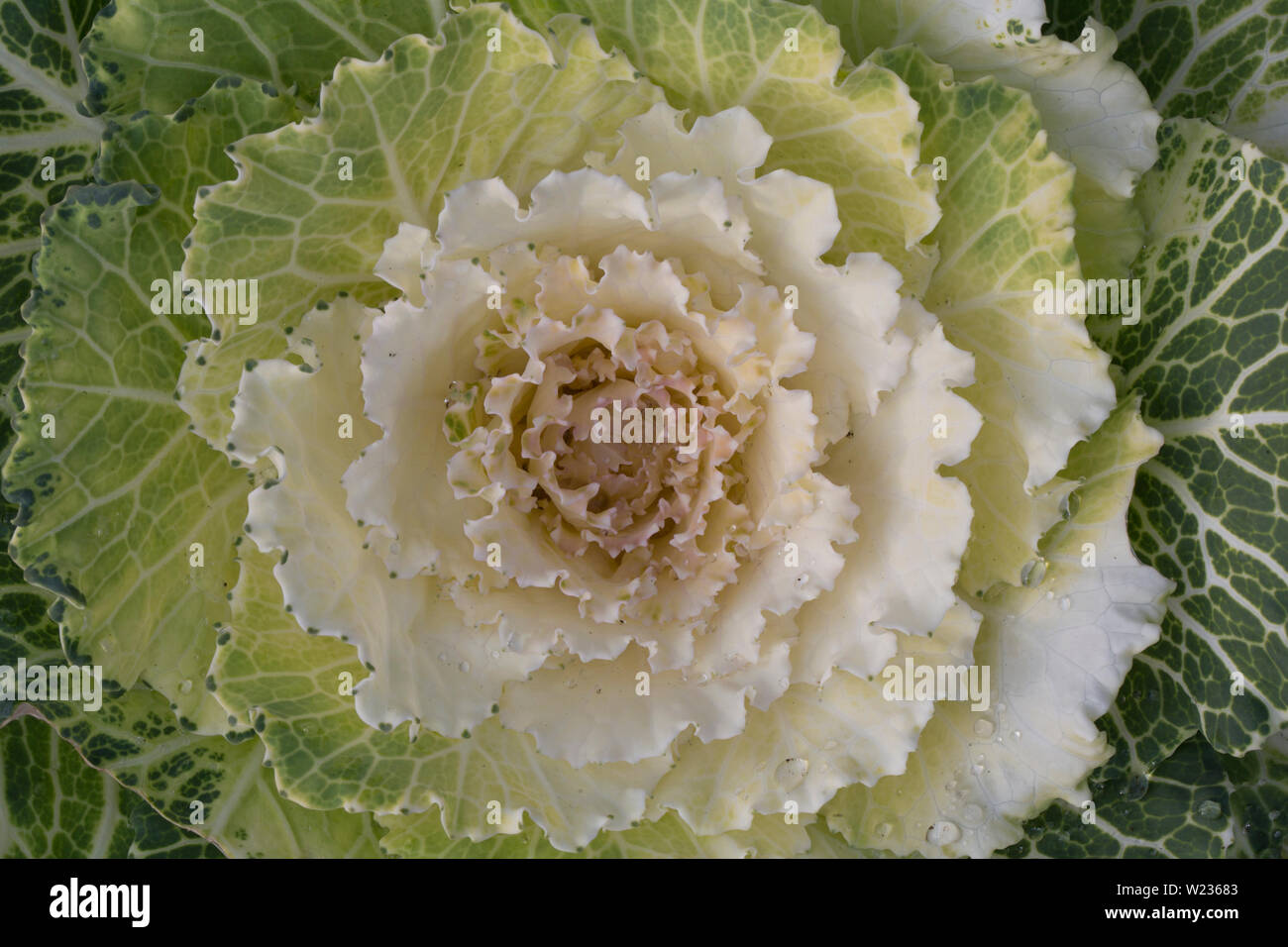 Bunte Kohl - Grünkohl mit dekorativen Zierpflanzen Blätter grün zu weiß und Blume aussehen. Schönen Herbst Garten Dekoration Gemüse. Stockfoto