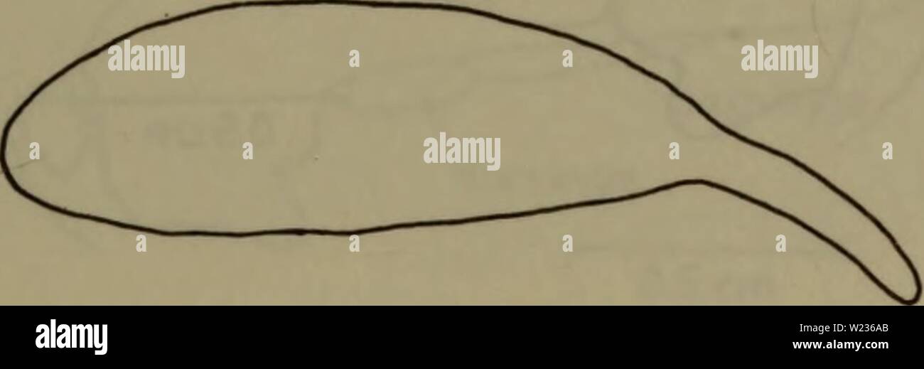 Archiv Bild ab Seite 138 der Danmarks Fauna; illustrerede haandbøger über. Danmarks Fauna; illustrerede haandbøger über den Danske dyreverden.. danmarksfaunaill 79 dans Jahr: 1907 135 er homologe hos de medens køn, det 3. nymfestadium hos Hunnen ingen homolog har hos hannen. - Vingean laeggene vil allerede kunne iagttages ich 1. nymfestadium, hvor de som ligger små Lober fra meso- und metanotum ned Langs brystets Sider. Ich de efterfølgende zu stadier hos hannen og Tre hos stadier Hunnen vokser anlaeggene nedad. Newsletter An 4. og 5. Stadium hos hannen og 5.OG 6. Stadium hos Hunnen drejes vingeanlaegg Stockfoto