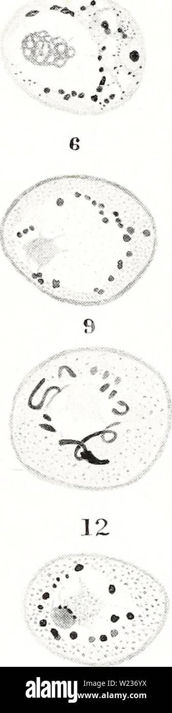 Archiv Bild von Seite 140 des Zytologischen Beobachtungen auf Endamoeba blattae. Zytologische Beobachtungen auf Endamoeba blattae cytologicalobser 174 megl Jahr: 1940 IST O0, = â¢â 18. Stockfoto