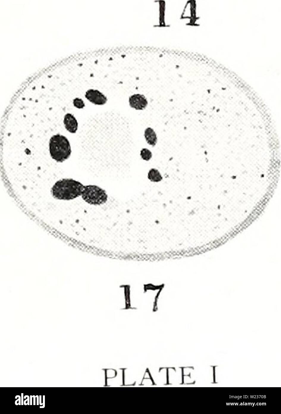 Archiv Bild von Seite 140 des Zytologischen Beobachtungen auf Endamoeba blattae. Zytologische Beobachtungen auf Endamoeba blattae cytologicalobser 174 megl Jahr: 1940 9. - . 16 8 .1'vO 11 â"'1'; -- zu' Stockfoto