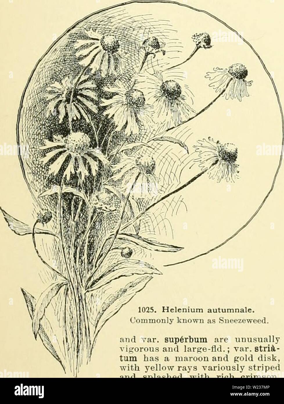 Archiv Bild ab Seite 142 der Cyclopedia der amerikanischen Gartenbau, bestehend aus. Cyclopedia der amerikanischen Gartenbau, bestehend aus Anregungen für den Anbau von Gartenpflanzen, Beschreibungen der Arten von Obst, Gemüse, Blumen und Zierpflanzen in den Vereinigten Staaten und in Kanada verkauft, zusammen mit geographischen und Biographische Skizzen, und eine Übersicht über das Pflanzenreich cyclopediaofamer 03 Kaution Jahr: 1906 HELEXIUM HELIANTHEMUM 719 feuchte Orte. Can. fla und West B.C. und Ariz B.M. 2994. Gu. 29:53: j; 55: 1216. A.G. 12:682. G.C. Iii. 10:-133. - Sehr auffällig. Es hat Dis Stockfoto