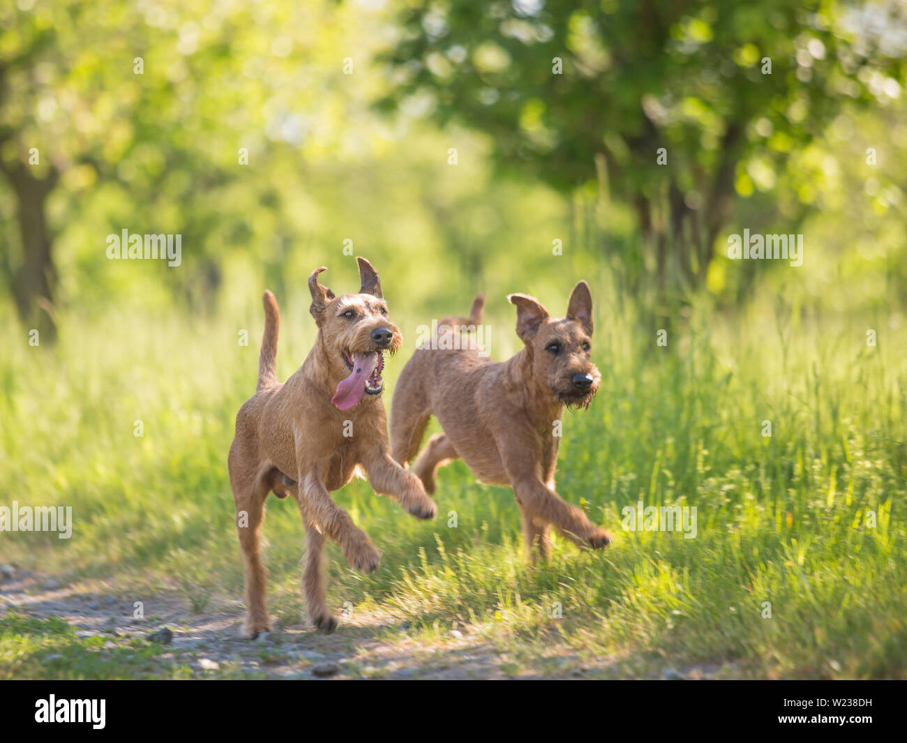 Schöne Irish Terrier hunde, sehr aktive Jäger Rasse, in der Natur Stockfoto