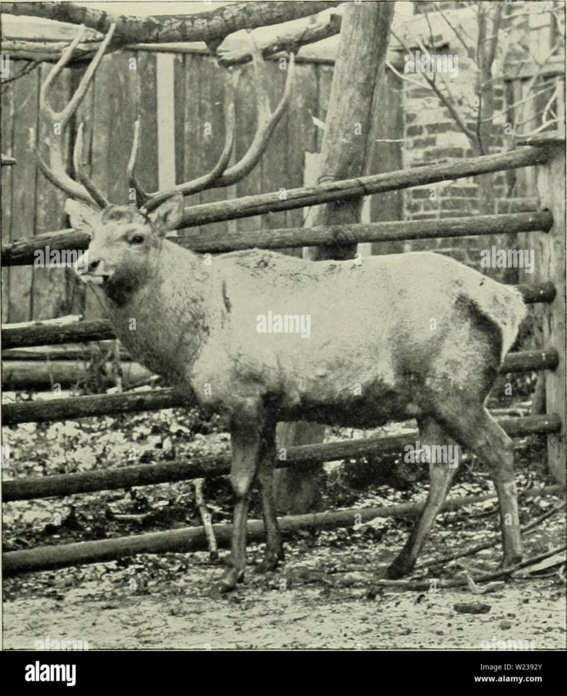 Archiv Bild ab Seite 144 Der Hirsch von allen Ländern;. Der Hirsch vor allen Ländern; eine Geschichte der Familie Cervidae lebenden und Ausgestorbenen deerofalllandshi 00 lyde Jahr: 1898 Buchara Hirsch 109 Shou, die einen fast ähnlichen vorwärts Krümmung in der Nähe des trez - Tine, aber normalerweise mit nur vier Punkte, wegen der Abwesenheit der Bez-Zinken. Kopf kurz und breit. Schwanz etwa 4 cm in der Länge. Allgemeine Farbe des Fell zu allen Jahreszeiten ashy Grau mit leicht gelblichem Schein; eine dunklere Linie in der Mitte der Rückseite; eine kleine helle kaudale Datenträger, einschließlich der Schwanz und Inferiorly durch eine schwärzliche str begrenzt Stockfoto