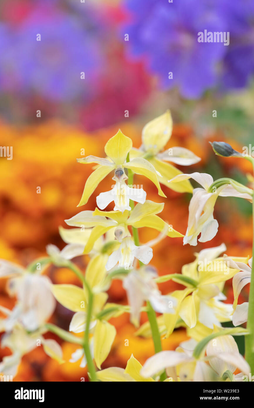 Calanthe hybrid Blumen. Weihnachten Orchideen Stockfoto