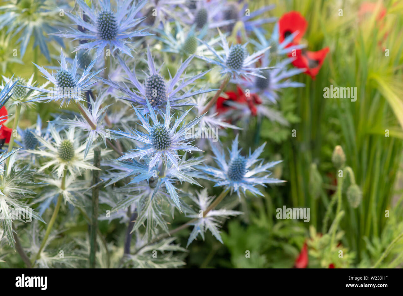 X Eryngium zabelii 'Big Blue'. Sea Holly 'Big Blue' Blumen Stockfoto