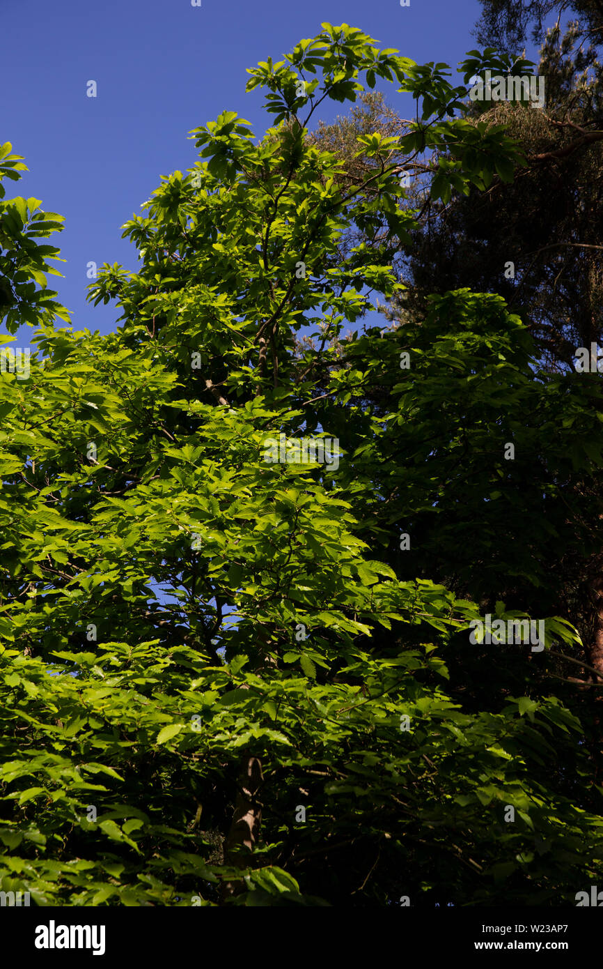 Schönen grünen Baumkronen gegen den klaren blauen Himmel Stockfoto