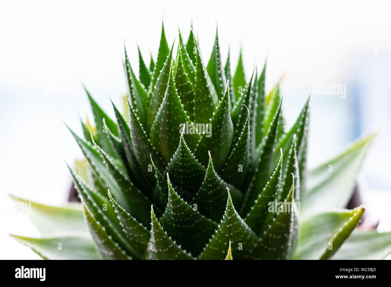 Aristaloe ist eine blühende mehrjährige Pflanze in der Familie Asphodelaceae aus dem südlichen Afrika. Auch als perlhühner Aloe oder Spitze Aloe bekannt. Stockfoto