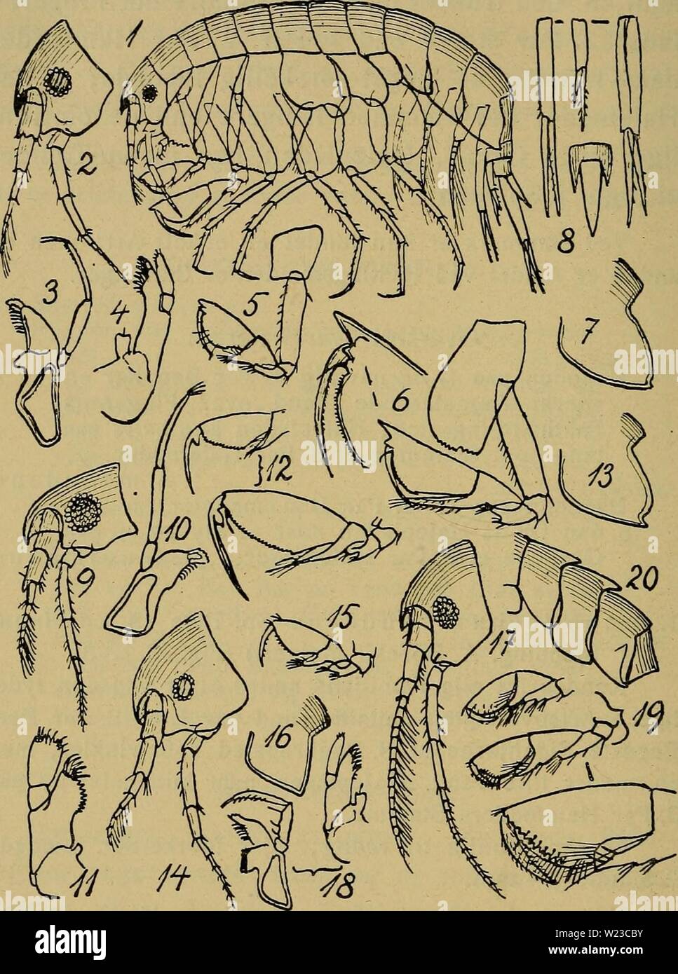 Archiv Bild ab Seite 153 der Danmarks Fauna; illustrerede haandbøger über. Danmarks Fauna; illustrerede haandbøger über den Danske dyreverden.. danmarksfaunaill 32 dans Jahr: 1907 148 Abb. 28. 1 - 8: Amphilochus manudens (Hoved, Kindbakke, 1. Gleichheit Kaeber, 1. OG 2. Gleichheit Ben, 3. Bagkropsled, Halefødder og Hale-plade). - 9 - 13: Amphilochoides serratipes (Hoved, Kindbakke, 1. Gleichheit Kaeber, 1. OG 2. Gleichheit Ben, 3. Bagkropsled). - 14 - 16: A. odontonyx (Hoved, 1. Gleichheit Ben, 3. Bagkropsled). - 17 - 20: gitan - opsis Bispinosa (Hoved, Kindbakker og 1. Gleichheit Kaeber, 1. OG 2. Gleichheit Ben, Bagkrop). Stockfoto Archiv Bild ab Seite 153 der Danmarks Fauna; illustrerede haandbøger über. Danmarks Fauna; illustrerede haandbøger über den Danske dyreverden.. danmarksfaunaill 32 dans Jahr: 1907 148 Abb. 28. 1 - 8: Amphilochus manudens (Hoved, Kindbakke, 1. Gleichheit Kaeber, 1. OG 2. Gleichheit Ben, 3. Bagkropsled, Halefødder og Hale-plade). - 9 - 13: Amphilochoides serratipes (Hoved, Kindbakke, 1. Gleichheit Kaeber, 1. OG 2. Gleichheit Ben, 3. Bagkropsled). - 14 - 16: A. odontonyx (Hoved, 1. Gleichheit Ben, 3. Bagkropsled). - 17 - 20: gitan - opsis Bispinosa (Hoved, Kindbakker og 1. Gleichheit Kaeber, 1. OG 2. Gleichheit Ben, Bagkrop). Stockfoto