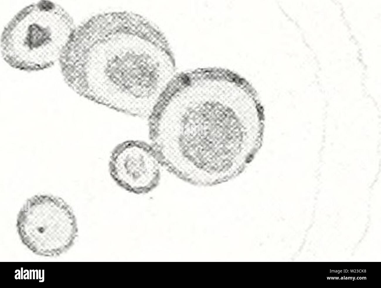 Archiv Bild von Seite 154 des Zytologischen Beobachtungen auf Endamoeba blattae. Zytologische Beobachtungen auf Endamoeba blattae cytologicalobser 174 megl Jahr: 1940.: s&gt; auf "84 5 1 86 0 85 87 88 & M89 Â 0 â¢. 90 91 PLATTE VIII Stockfoto