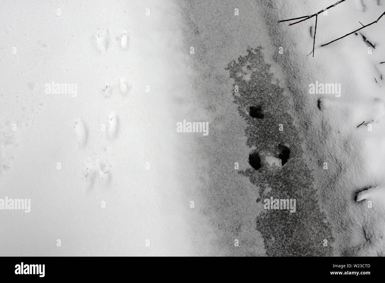 ROE-Rehe Fußabdrücke auf dem verschneiten Boden, Winterwald, Wildlife Habitat, Europa Stockfoto