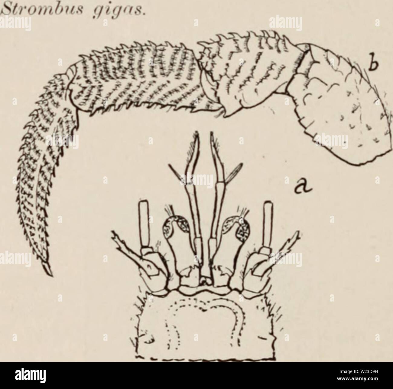 Archiv Bild von Seite 155 dekapoden Crustaceen von Bermuda (1908-1922). Dekapoden crustaceen von Bermuda decapodcrustacea 00 verr Jahr: 1908-1922 440 A.E. V err krank - dekapoden Crustaceen von Bermuda. Die linke chelipeds; mermuda. Wir erhalten eine Probe, die in einem Instant Messenger ist; ein anderes im Vale. Museum wurde von Dr. F. V. Ilamlin gesammelt über isTT. Der Bereich ist von Florida zu Ilra/. il. Porto Rico (Benedikt als // // Die ado/en 1:00,1 Exemplare dieser Auffallend farbige spe-Cies wurden auf Dominica Insel von A. II gewonnen Yerrill, in I'. MII; (Yale. Mil.). Sie ere in Angelockte tish-Traps in Lo zu 25 Fath Stockfoto