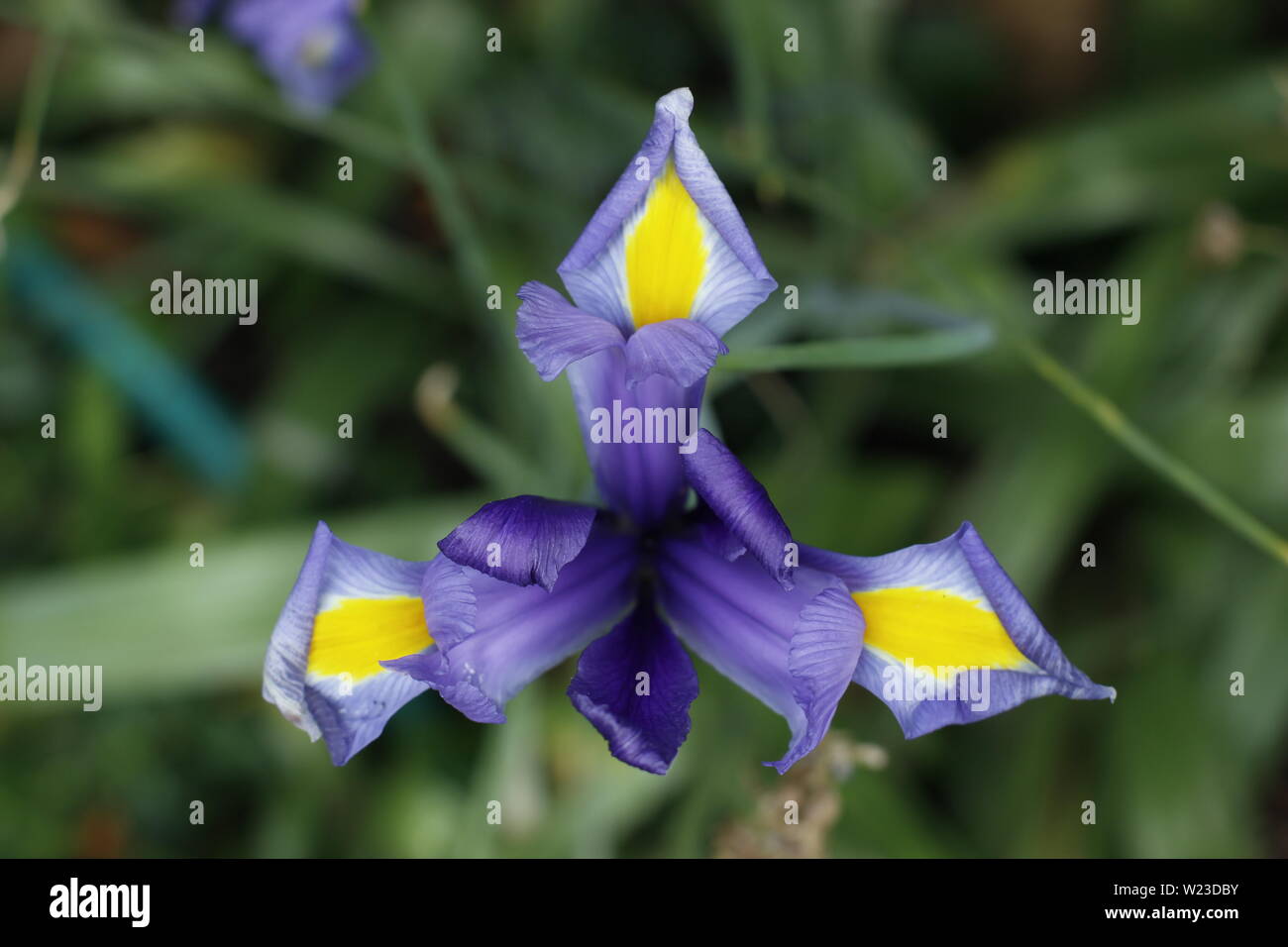 Anzeigen Overhead eines Lila und Gelb Iris oder Flagge Blume, die die Symmetrie der blütenblätter etc vor einem grünen Hintergrund Stockfoto