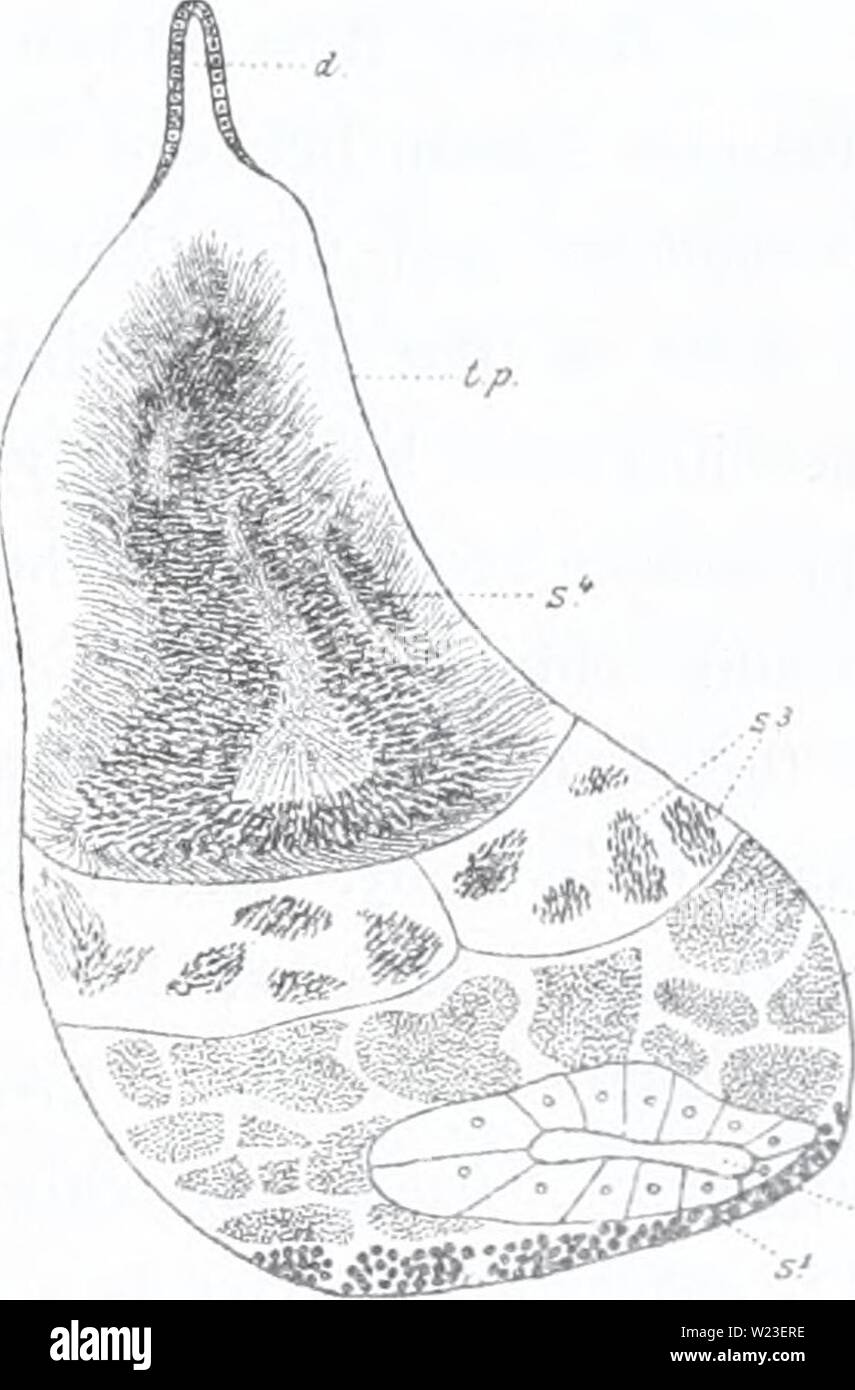 Archiv Bild von Seite 158 des Dänischen Ingolf-Expedition (1899-1953). Die dänische Ingolf-Expedition danishingolfex 5 apt 1 4 daniuoft Jahr: 1899-1953 RIPPENQUALLEN. 29 Abbott (Op. cit., S. 44) sagt: "Als Willey schlägt, gibt es keinen Zweifel daran, dass Korotneff beschrieb einen Schnitt durch die Tentakeln der Muskelfasern des Tentakels Stiel gut für Längs- rausles' getroffen werden könnte, Abbott hat wahrscheinlich verstanden die ganze Angelegenheit; aber Willey, wer spricht von "Der gewickelte Bündel Muskeln" Kaum war die richtige Ansicht haben, da seine gewundenen uscle Bündel', offensichtlich kann ich Stockfoto