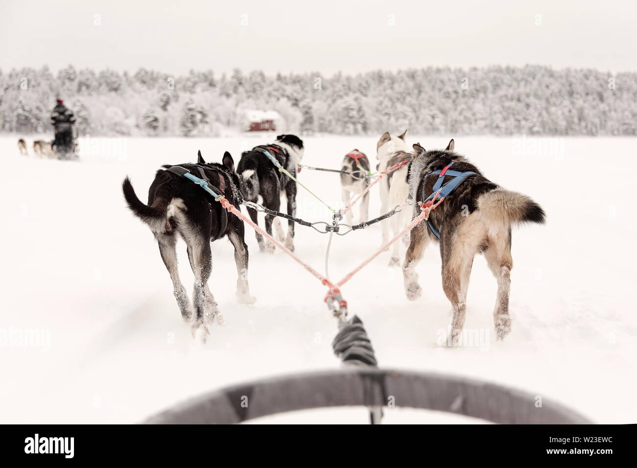 Finnland, Inari - Januar 2019: das Team der huskies hinter eine Linie von anderen Schlitten ziehen, Ansicht von Schlitten Stockfoto