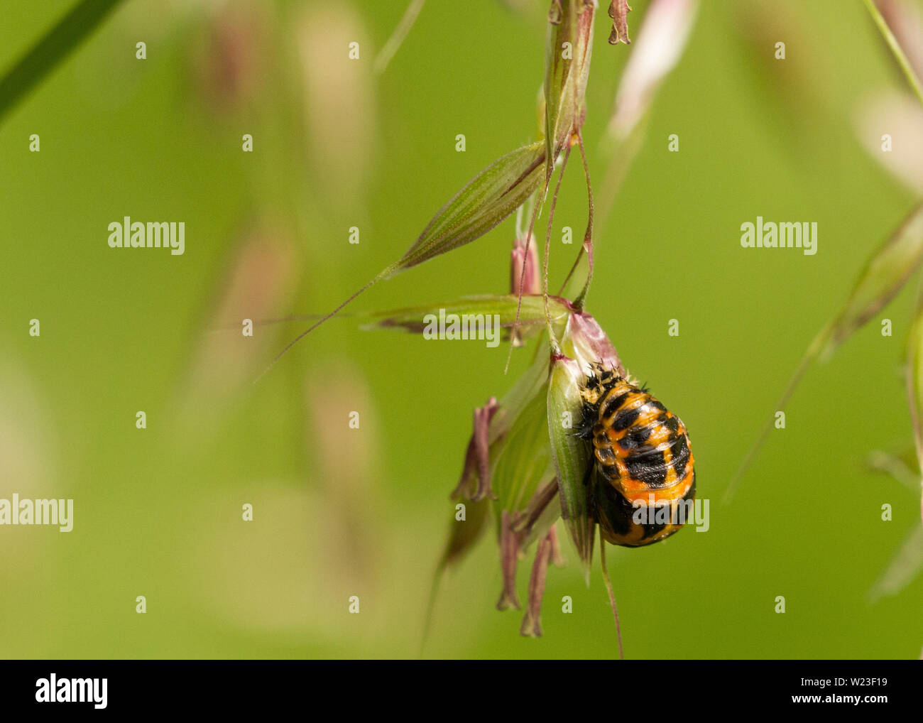 Marienkäfer Larven entstehen, Derbyshire UK Stockfoto