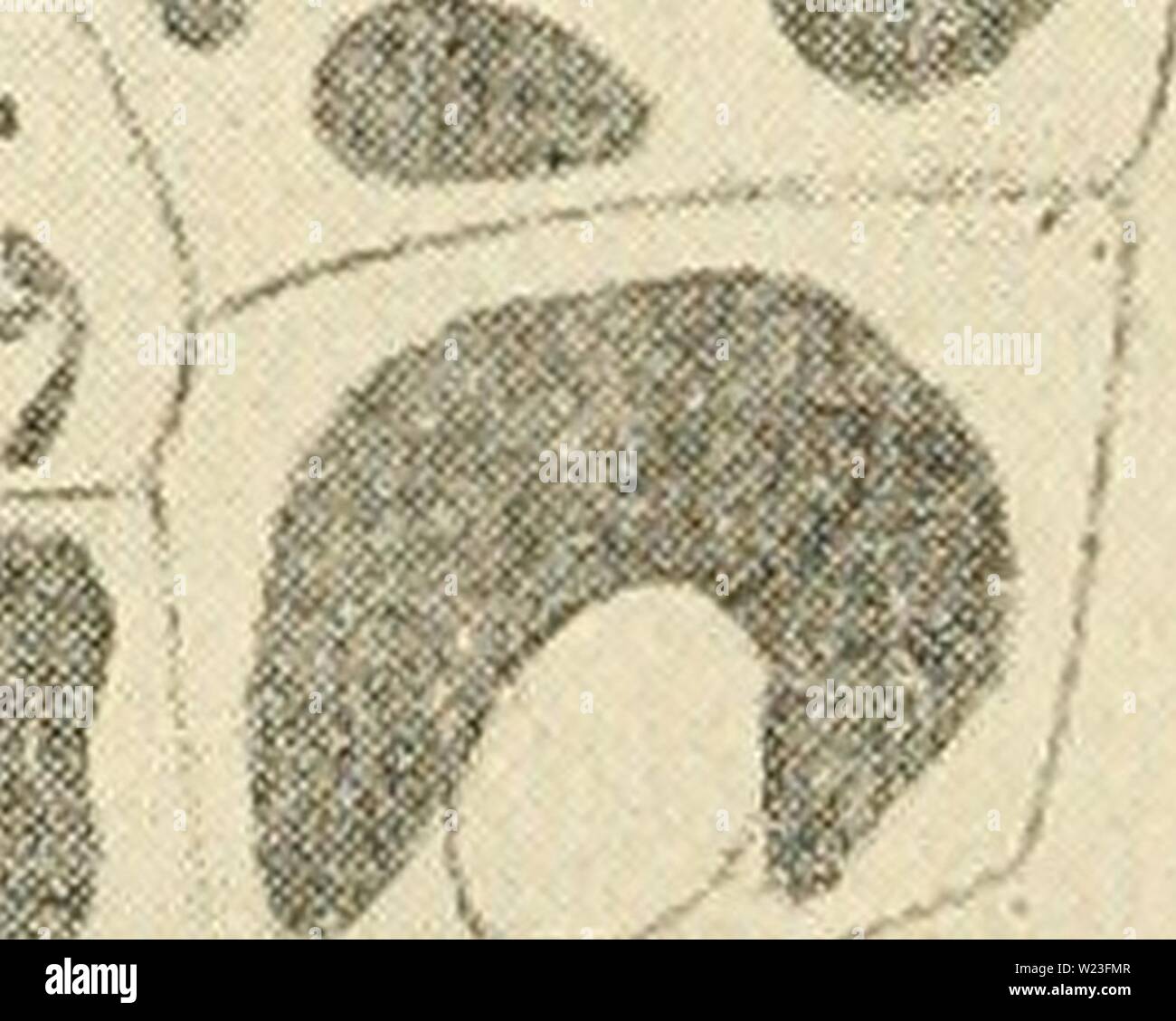Archiv Bild von Seite 161 des Cytoplasma der Pflanze. Das zytoplasma der pflanzlichen Zelle cytoplasmofplant 00 guil Jahr: 1941 Kapitel XIV ENTWICKLUNG DER VAKUOLENMEMBRAN SYSTEM ersten Etappen in der Entwicklung: - Der Ausgangspunkt der jüngsten Entdeckungen in der Frage der Entwicklung der vakuolenmembran Sys-tem war eine Beobachtung, die von uns auf den Modus der Bildung der Anthocyanfärbung Pigment in den Zähnen von Flugblättern aus der rose bud. Wir haben festgestellt, dass das Pigment beginnt an der Spitze des Zahnes zu bilden. Im Rahmen der Prüfung eines Zahn von der Spitze bis zur Basis, alle Phasen in einem â â¢ MsV 4 f' 3 ii&gt; ich Mi # Stockfoto