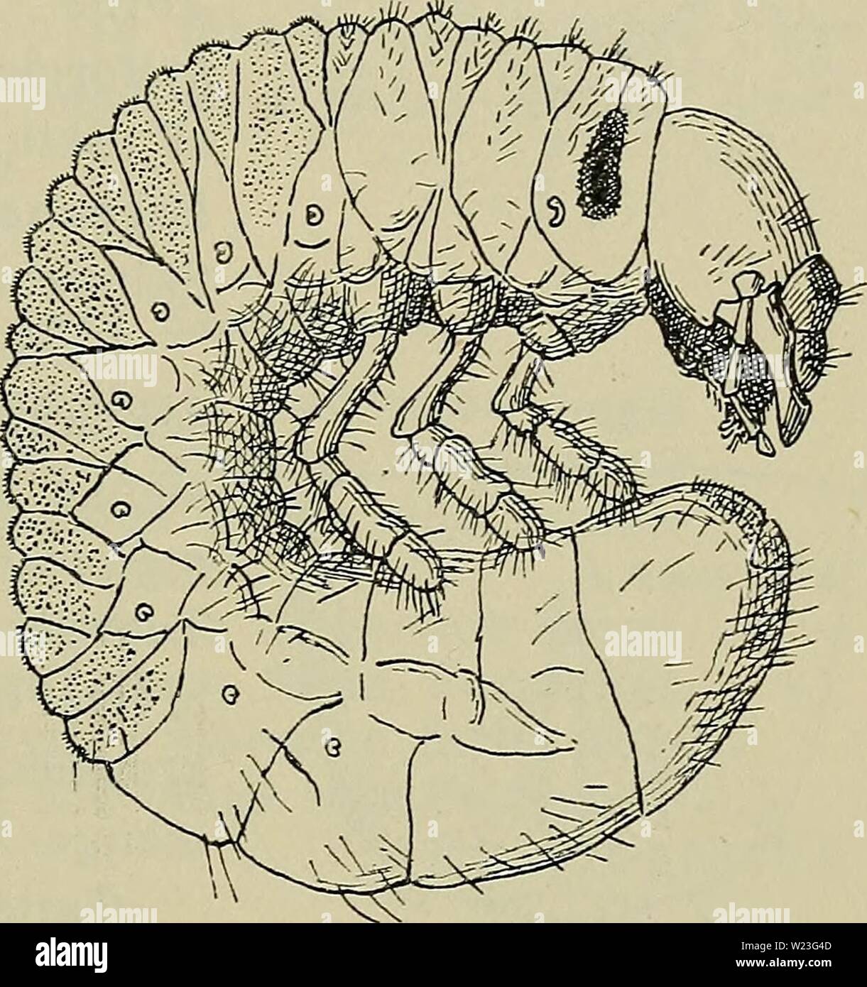 Archiv Bild ab Seite 162 der Danmarks Fauna; illustrerede haandbøger über. Danmarks Fauna; illustrerede haandbøger über den Danske dyreverden.. danmarksfaunaill 29 dans Jahr: 1907 57 Melolontha vulgaris L. Hovedet Følehornene bredest Tasche. Panden fortil med Børstegruber, der Kan flyde sammen til Tvaerrynker. Cly-Peus2V 3fach saa Bredt som langt. Overlaeben IV 2 Gang saa gezüchtet som lang, med ret dybe Rynker, svagt frem-trukken i Midten. Følehornene lange, saa lange som Hovedet, Slanke, 4-leddede, deres 2. Led-Lidt (Vr) laengere Ende 1., 3. Vz af 2. og 4. Led.3 AF3. Led. Kindbakkernes Skaerep Stockfoto