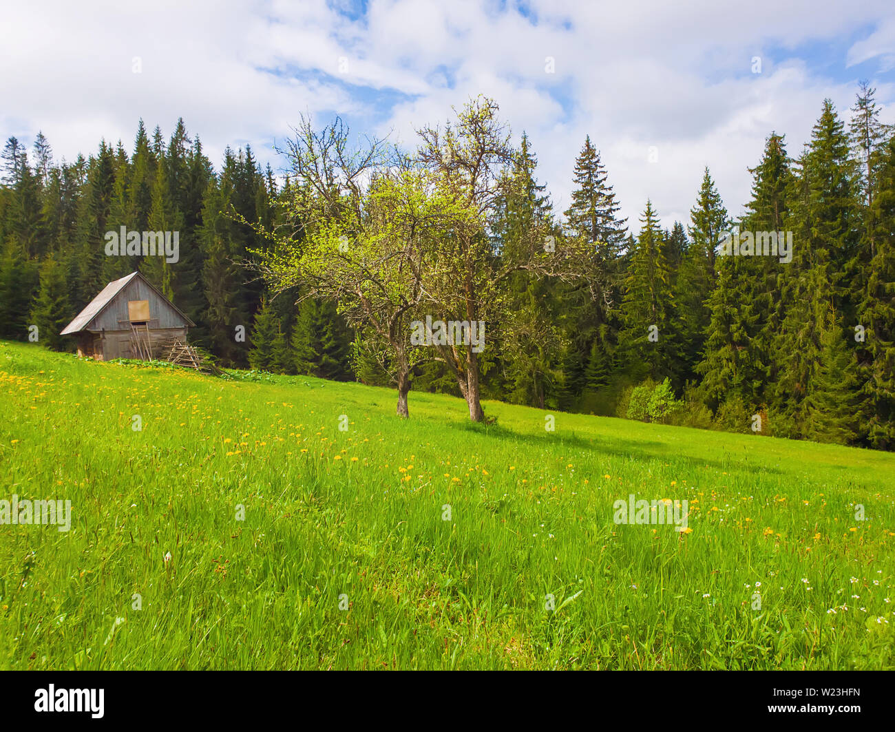 Blockhaus im Tannenwald, sonniger Frühlingstag mit grünem Gras und blühende Wiese. Stockfoto