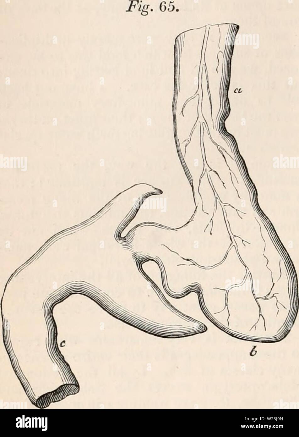 Archiv Bild von Seite 167 des cyclopaedia von Anatomie und Stockfoto