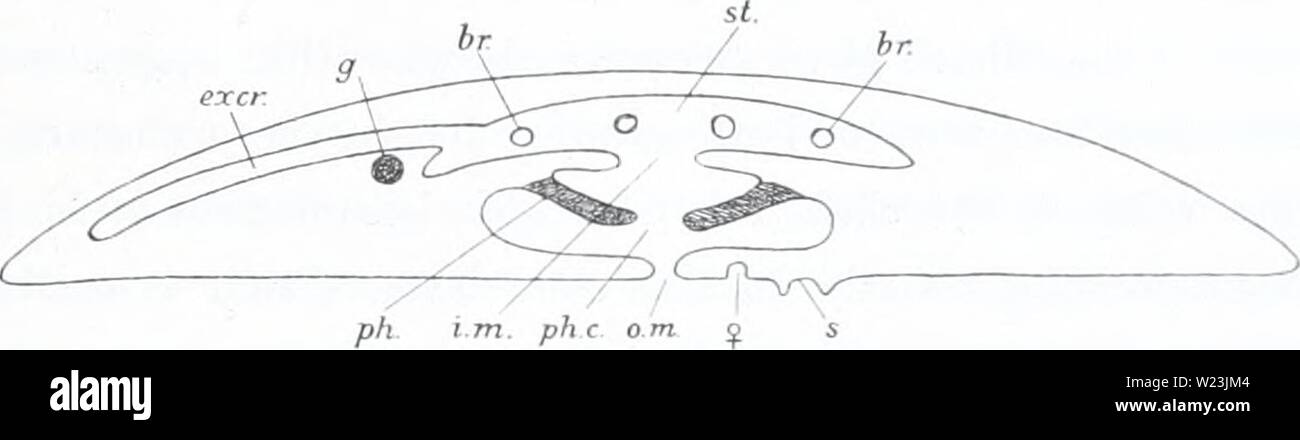 Archiv Bild von Seite 168 des Dänischen Ingolf-Expedition (1899-1953). Die dänische Ingolf-Expedition danishingolfex 5 apt 1 4 daniuoft Jahr: 1899-1953 ein freigelegt wird" (s. 652) ist eine Bestätigung für die Homologie zwischen diesem Schiff und die ausscheidungs Gefäß der Rippenquallen. Alles entsprechend der anderen absondernden Gefäß der Rippenquallen ist nicht in den gewachsenen Pohxlads gefunden, (wo es haben würde für unterhalb des Gehirns gesucht werden) aber ich-Ang hat einen Hinweis auf die es in den frühen Stadien der Entwicklung gefunden. Die zwei begleitenden Diagramme, kopiert von Lang diese Funktionen klar sliow. Die wichtigsten Ax Stockfoto