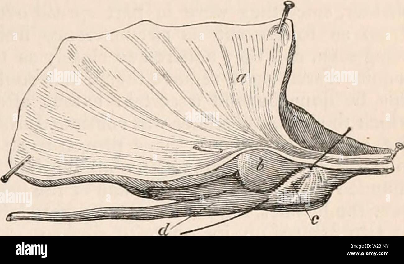 Archiv Bild ab Seite 168 Der cyclopaedia von Anatomie und Stockfoto