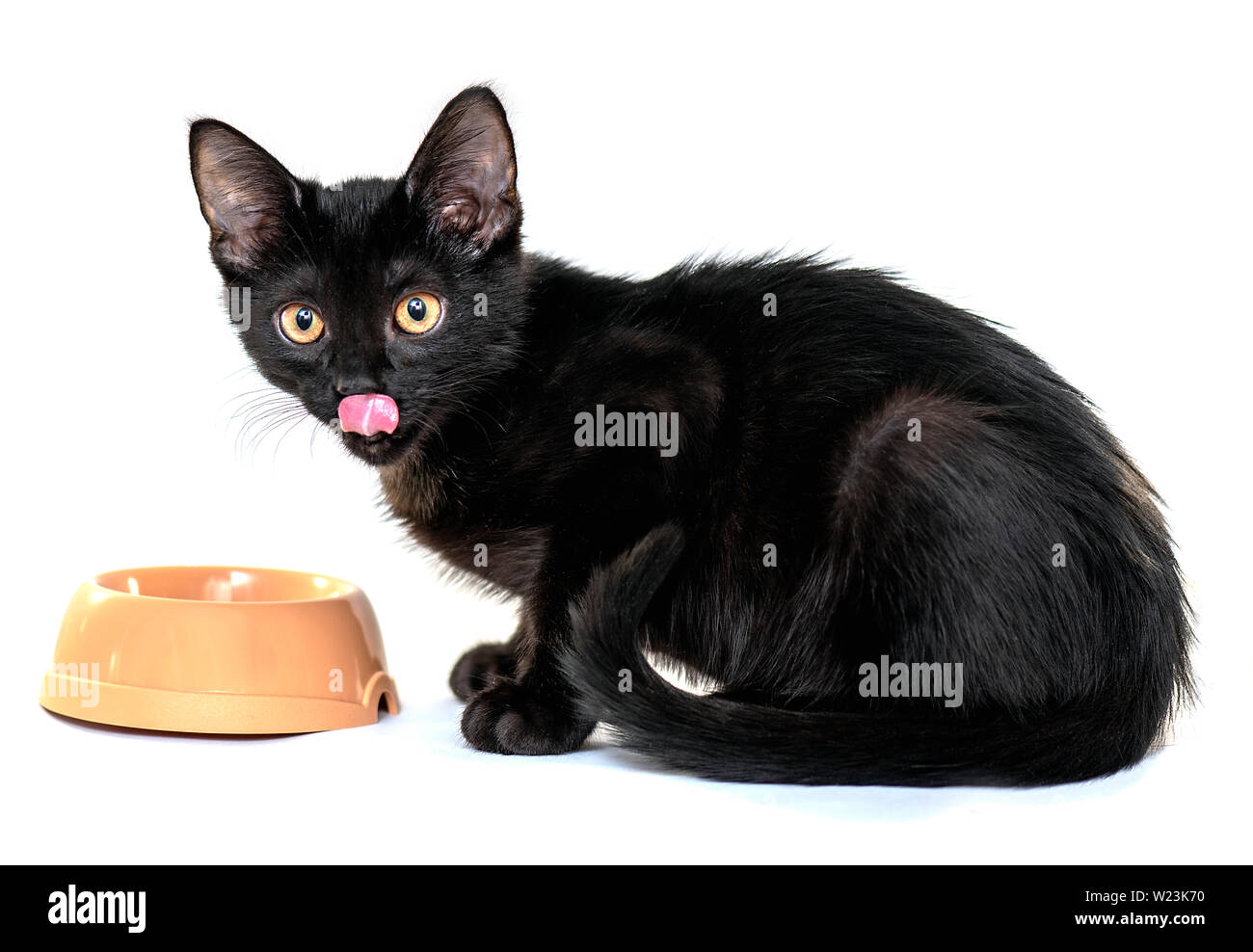Schwarze junge Katze essen das Essen vor der Kamera auf weißem Hintergrund Stockfoto