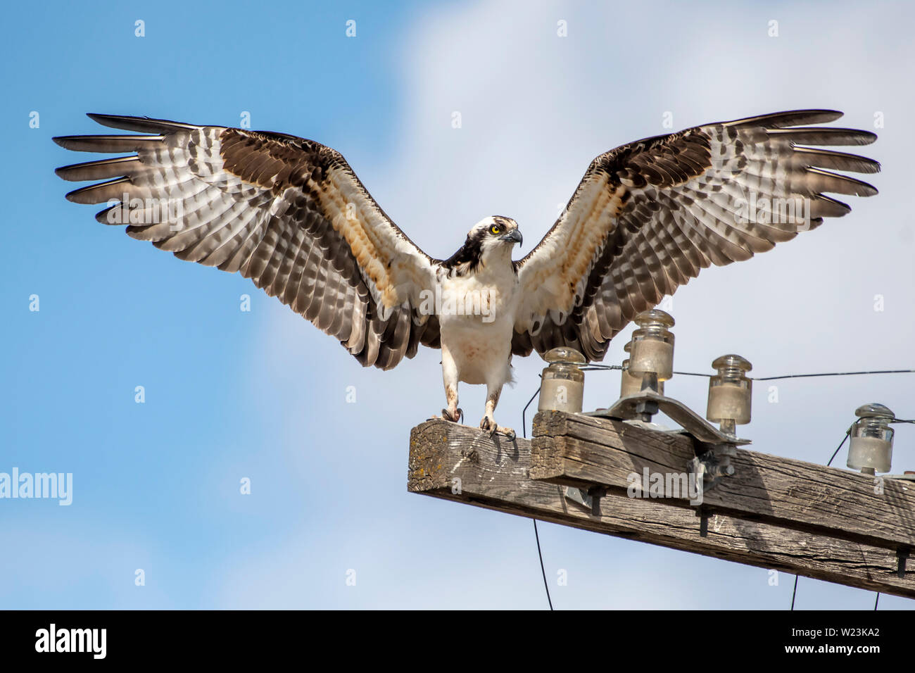 Osprey mit Flügeln auf einem Pol Stockfoto