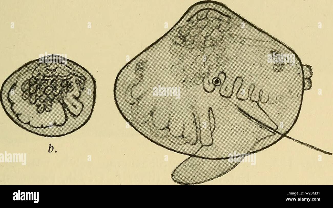 Archiv Bild ab Seite 172 der Danmarks Fauna; illustrerede haandbøger über. Danmarks Fauna; illustrerede haandbøger über den Danske dyreverden.. danmarksfaunaill 40 dans Jahr: 1907 169 Verweilen ud paa større Dybder (C. 40 m) Ende habe ich de øvrige Reviere. Inde ich Østersøen bliver den ikke saa Stor som i de ydre Reviere og bloße tyndskallet. Den hører til de faa Muslinger, der har levet ich Ringkøbingfjord i Brak-vandsperioderne. Arten gefällt mir udbredt paa den Nordlige Halvkugle ich alle tempererede haben. Den gaar egentlig ikke op Ich lade - tisk Omraade, mangler Baade ved Grønland og Insel samt ved Faerøerne, Stockfoto