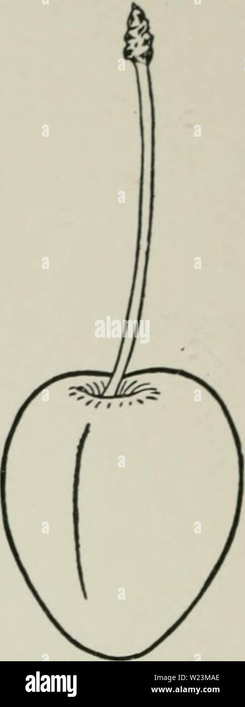 Archiv Bild von Seite 173 Cyclopedia von Hardy Früchte (1922). Cyclopedia von Hardy Früchte cyclopediaofhar 00 hedr Jahr: 1922 124. Englisch Morello. (XI) ist der Standard, der späten Sauerkirsche in Nordamerika, der am Ende der Saison den Platz von Montmorency in Hochsaisons statt. Die Früchte sind nicht auf dem Tisch, und kann es kaum aus der Hand gegessen werden, bis einige der Adstringenz und Säure durch eine gründliche Reifung zerstört wird. In keiner Weise Kirschen durch Kochen hergestellt werden, jedoch werden sie von den besten, wie kulinarische Prozesse die Früchte einer reichen, dunkle Wein Farbe, sehr attraktiv in appearan geben Stockfoto