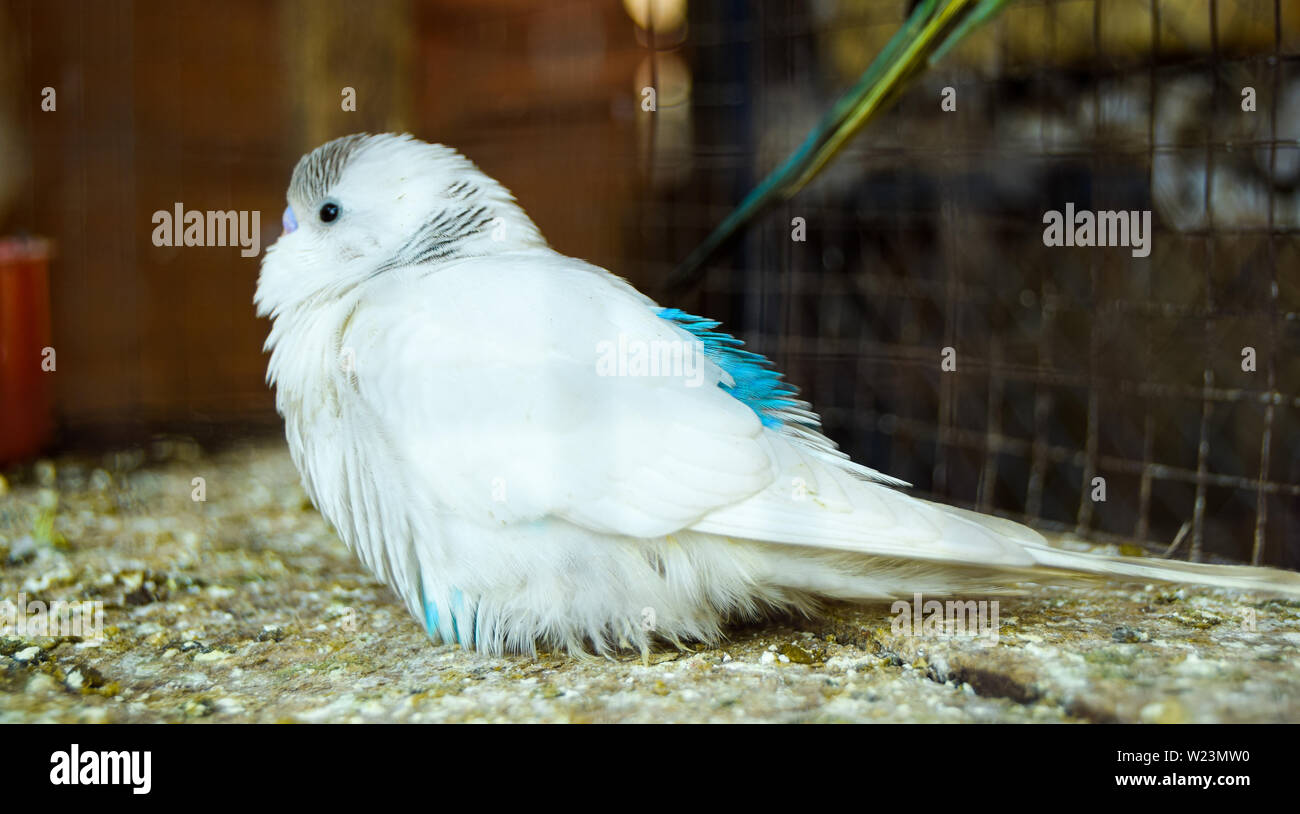 Schönen weißen Vogel allein im Käfig in traurige Stimmung und wollen Freiheit Stockfoto