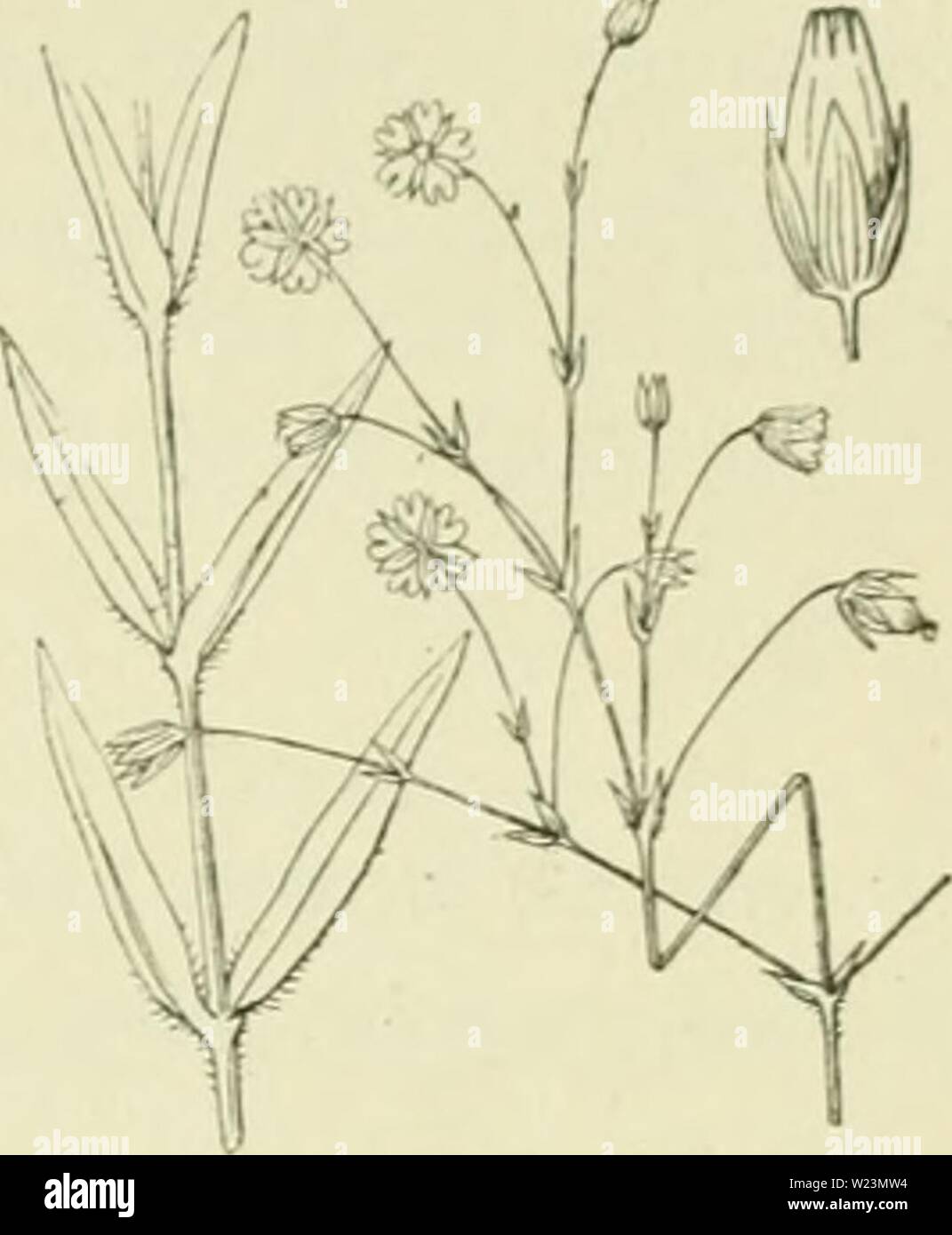 Archiv Bild ab Seite 174 von De flora van Nederland (1909-11). De flora van Nederland defloravannederl 02 heuk Jahr: 1909-11. FAMILIF. 32. CARYOPHYLLACEAE. - 145 Stellaria graminea Abb. 166. S. graminea") L ü r a s iii u ii r (Fi. 166). Deze Anlage gelijkt häufig Op de vorige, doch ist Zuiver eignet sich Groen. Ook hier ligt de Stengel eerst, om Verder te staan rechtop. Hij ist Vierkant, onbe - Haard, al von Nicht vertakt. De bladen zijn zittend, lancetvormig, spuckt, aan Höhle voet gewimperd. De bloemen zijn Vrij klein, Witz en staan in ijle, wijd uitstaande, Einde - lingsche bijschermen. De schutbladen zijn kl Stockfoto