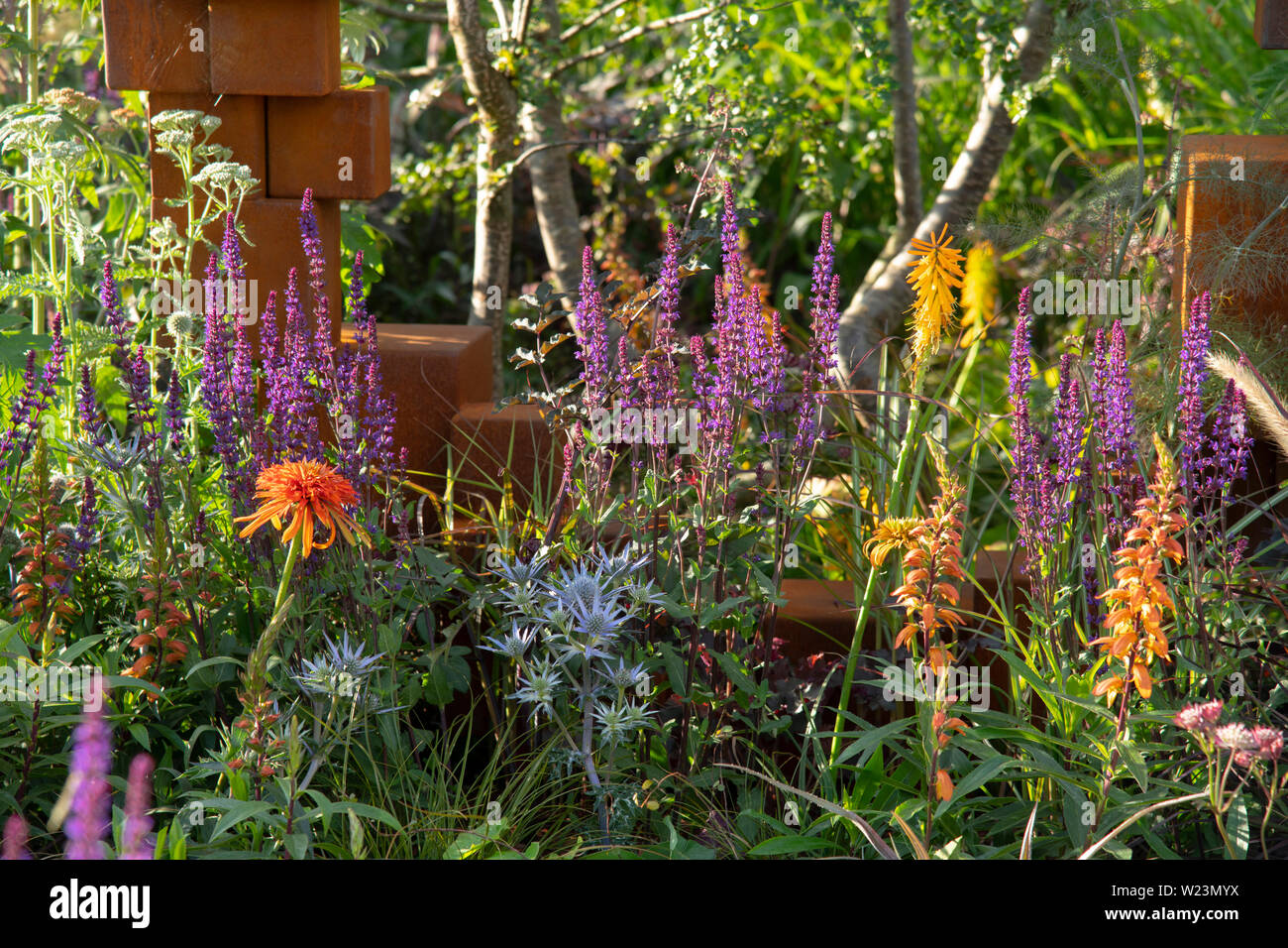 Colurful Anlagen einschließlich der Fagus sylvatica Altropurpurea, Salvia nemerosa 'Cardonna' und Eryngium Planum 'Blue Hobbit' in der unteren Scheune Bauernhof Outdoor L Stockfoto