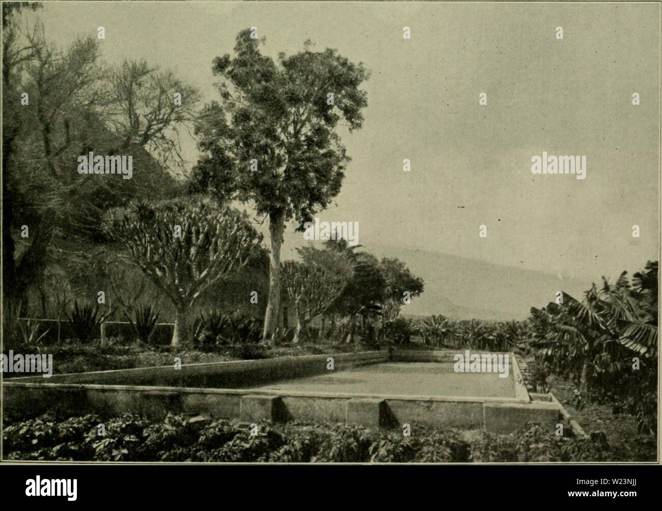 Archiv Bild ab Seite 176 von Das Leben der Pflanze (1906). Das Leben der Pflanze daslebenderpflan 07 fran Jahr: 1906 S) ic tflanjcn. 151 entroidlung im' Jei = unb diottoi gleirf) 5 eitig bie I) Üd) [Len 3 Infprüd) e eine 9 Räf) rftoff unb3) eurf tigfeit macf) en. 2. tatt = unb (Stengelgemüje. a) atote, Lactiica sativa L., ond Lactüca scariola L., bcm wilben SatticE); im füblid) en uropa f) eimifd), fd) auf üauf Bcn alten@rierf) de unb?f{'6 rmxn fultioiert. 3: eüpraft (um 312 d. ® t) r.) fannte 3 SSarietäten. ® ie Diafjenjurfit ber eujeit f) auc biefc 3 Irt mzx oerooUfommnet unb Ben üerfd) Qmzdzn iebenen ber 2; Reib = Stockfoto