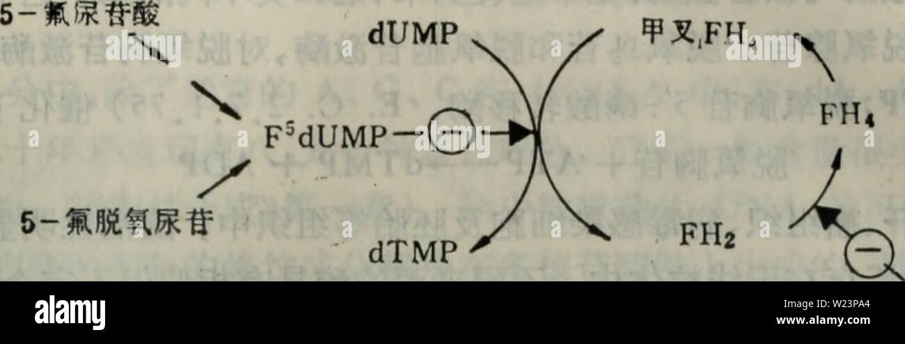 Archiv Bild ab Seite 178 von Dai xie Tang. Dai dai Xie xie Tang dai Xie ji Qi tiao Kong yu er Suan dai Xie daixietangdaixie 01 Zeiget Jahr: 1988.4 5 âae -¡å°¿ | "å¶ gibt es 7-21 dTMPåaeçé "ae-(åºae dCMPae°¨°'è§ £ è¤ ï¼E. C.3.5.4.12). T, å € Èä½çé¶ ççae - £ ¯ åºçae dCMP - Mg + å¤ Åçï¼è¢ "ä" £ è°¢ aeç" äº § çdCTPådTTPåé¦è°å"Èï¼åè aeae¿ae'" Ï¼åè aeå¶ ã å¤§è aeèåé¼ ä¼ å¤ ¯ aeèä Ae²é ¨ ae°'å - å ¨ dCMPè±ae° ¨ Éï¼ä½åç ¦ "åºdCTPè±ae° ¨ éµ (åºae dCTPae°¨°'è§ £ ae - "ï¼E. C.3.5.4.13), å € ådCTPäº § çdUMPï¼è ¯ ¥ é¶ å·é"åº¦ åºçä 'ä' ae § ï¼dCDPã dCMPã CTPã CDPã CMPä" ¥ åèè · ãè±ae° § èè · ãèå § å¶ è½ä½åºçã dTTPådUTPae É½ä'¯é¶ å € Åãè½ç åçaeå¶¶ å ¨ ä½å È½ä½ ï¼DNAèåé¤¶¿ dUTPåå ¥ å° DNAåå - ï¼ä½ä½å DNAå 'ä' å"å°¿ å§ å¶ Stockfoto