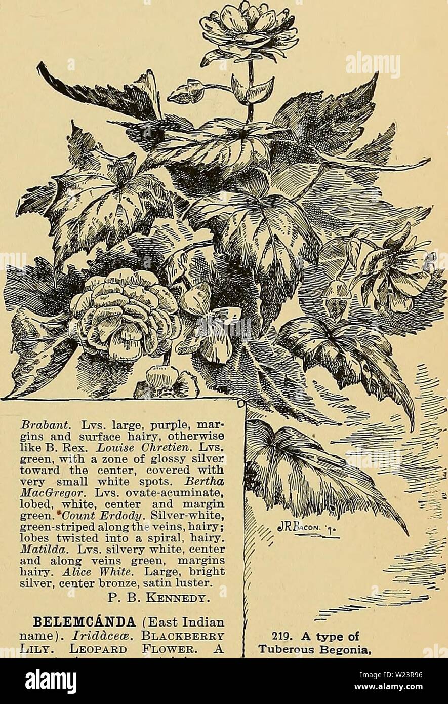 Archiv Bild ab Seite 180 von cyclopedia der amerikanischen Gartenbau, bestehend aus. Cyclopedia der amerikanischen Gartenbau, bestehend aus Anregungen für den Anbau von Gartenpflanzen, Beschreibungen der Arten von Obst, Gemüse, Blumen und Zierpflanzen in den Vereinigten Staaten und in Kanada verkauft, zusammen mit geographischen und Biographische Skizzen cyclopediaofamer 01 Kaution 1 Jahr: 1900 BEGONIA BELLADONNA LILY 151 in Grau mit Rot an der Unterseite getönt: Fls. große, fleischige, Pint: eierstock Neugierig gefältelt entlang der Winkel. Assam. B.M. 4984. - Int. von Henderson, England, im Jahr 1856. 101. lacin Stockfoto